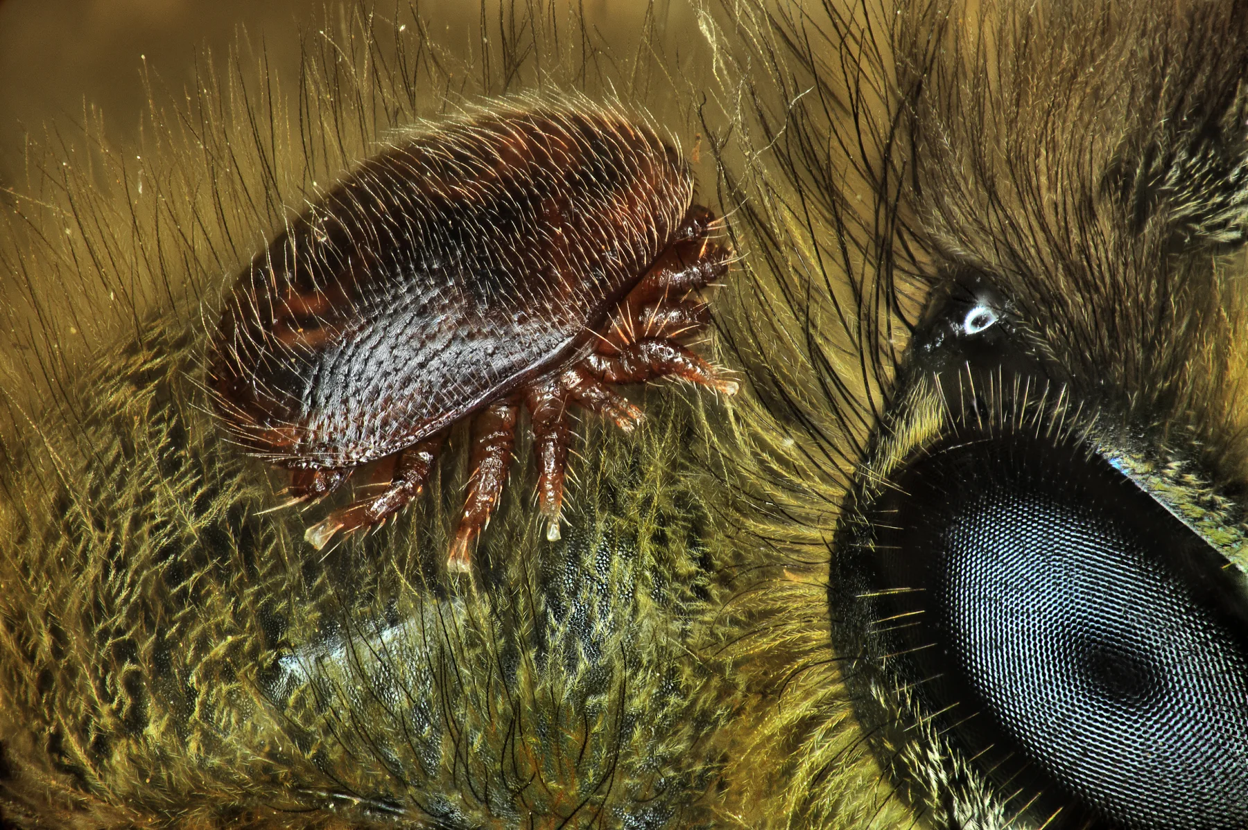 A female Varroa destructor mite clinging between the dense hairs of a western honey bee.