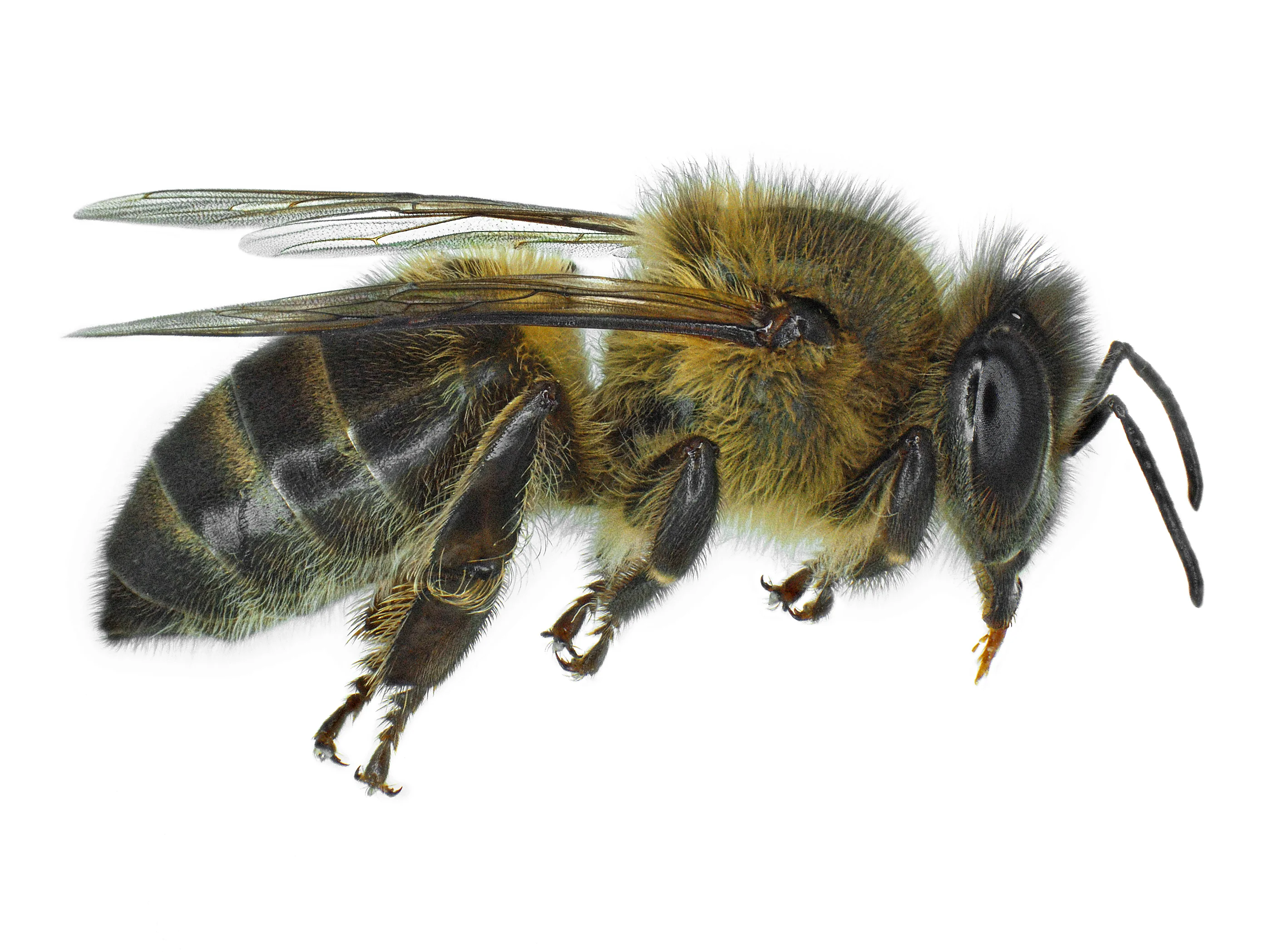 Profile view of the southwest Indian Ocean honey bee subspecies Apis mellifera unicolor on a white background.