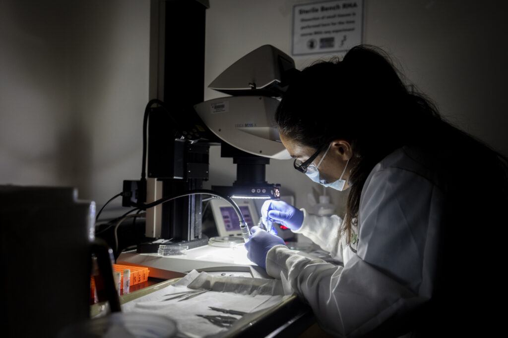 Maéva Techer dissecting a locust at a laboratory bench.