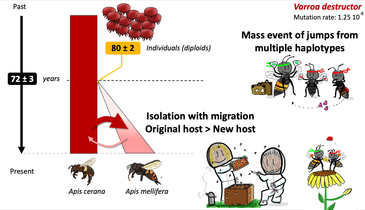 Varroa destructor host-shift reconstruction showing an inferred population jump from Asian to western honey bees.