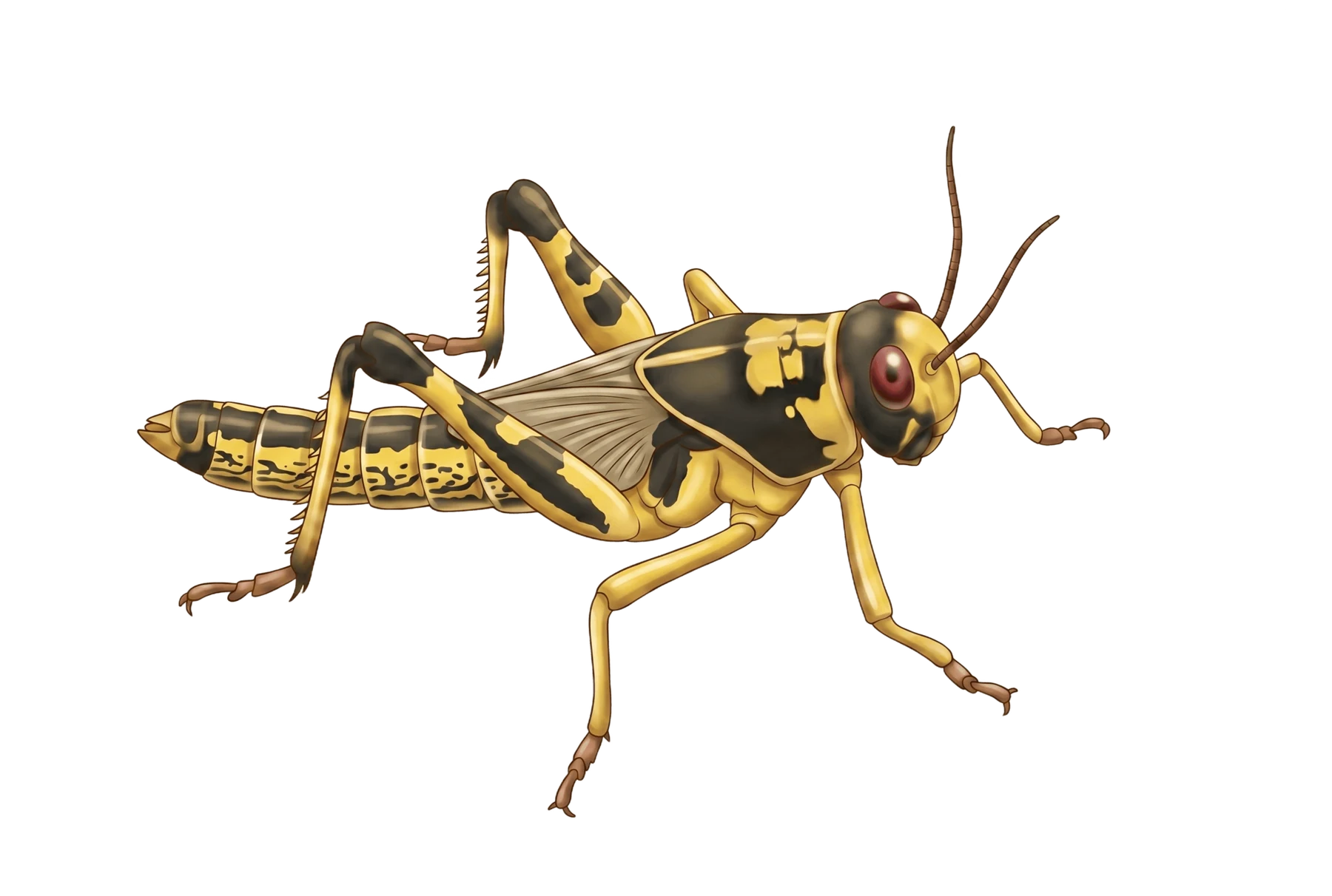 Detailed biological illustration of a yellow and black gregarious desert locust.