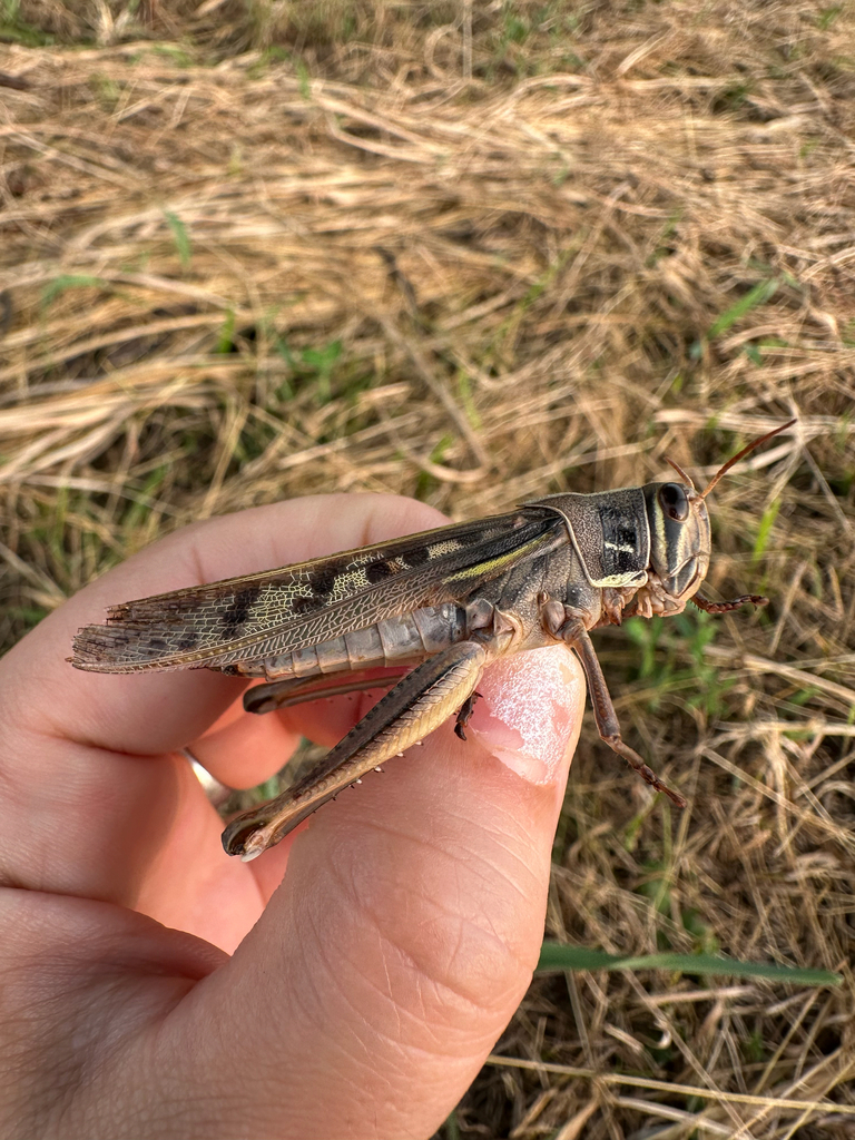 Patanga japonica grasshopper observed by Maéva Techer in Yoshikawa, Saitama, Japan.