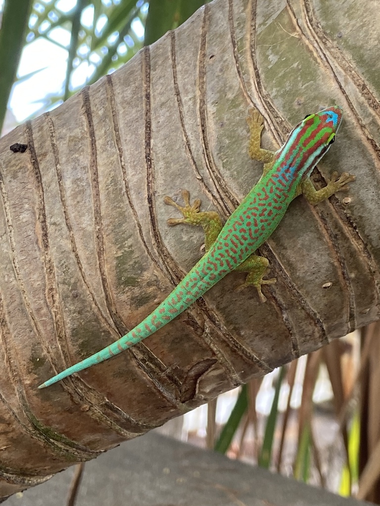 Réunion Island ornate day gecko observed by Maéva Techer.