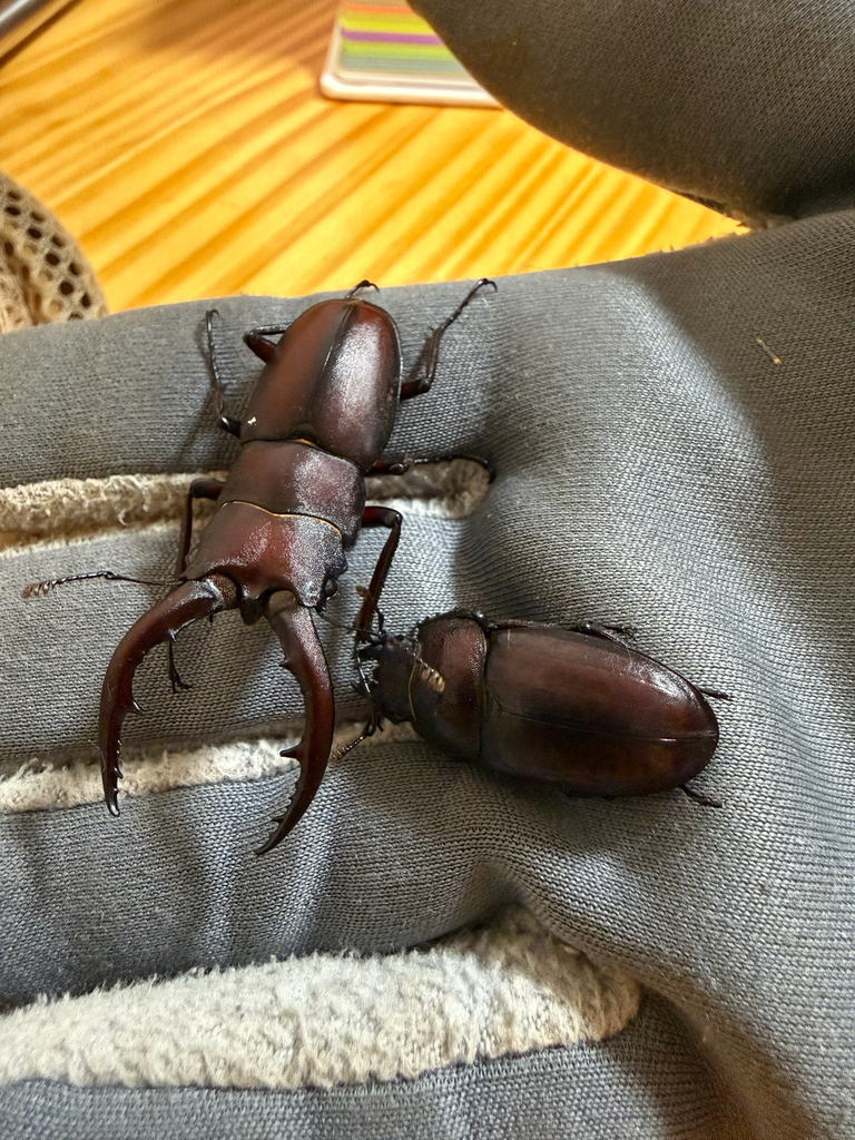 Prosopocoilus inclinatus inclinatus stag beetle observed by Maéva Techer in Nagareyama, Japan.