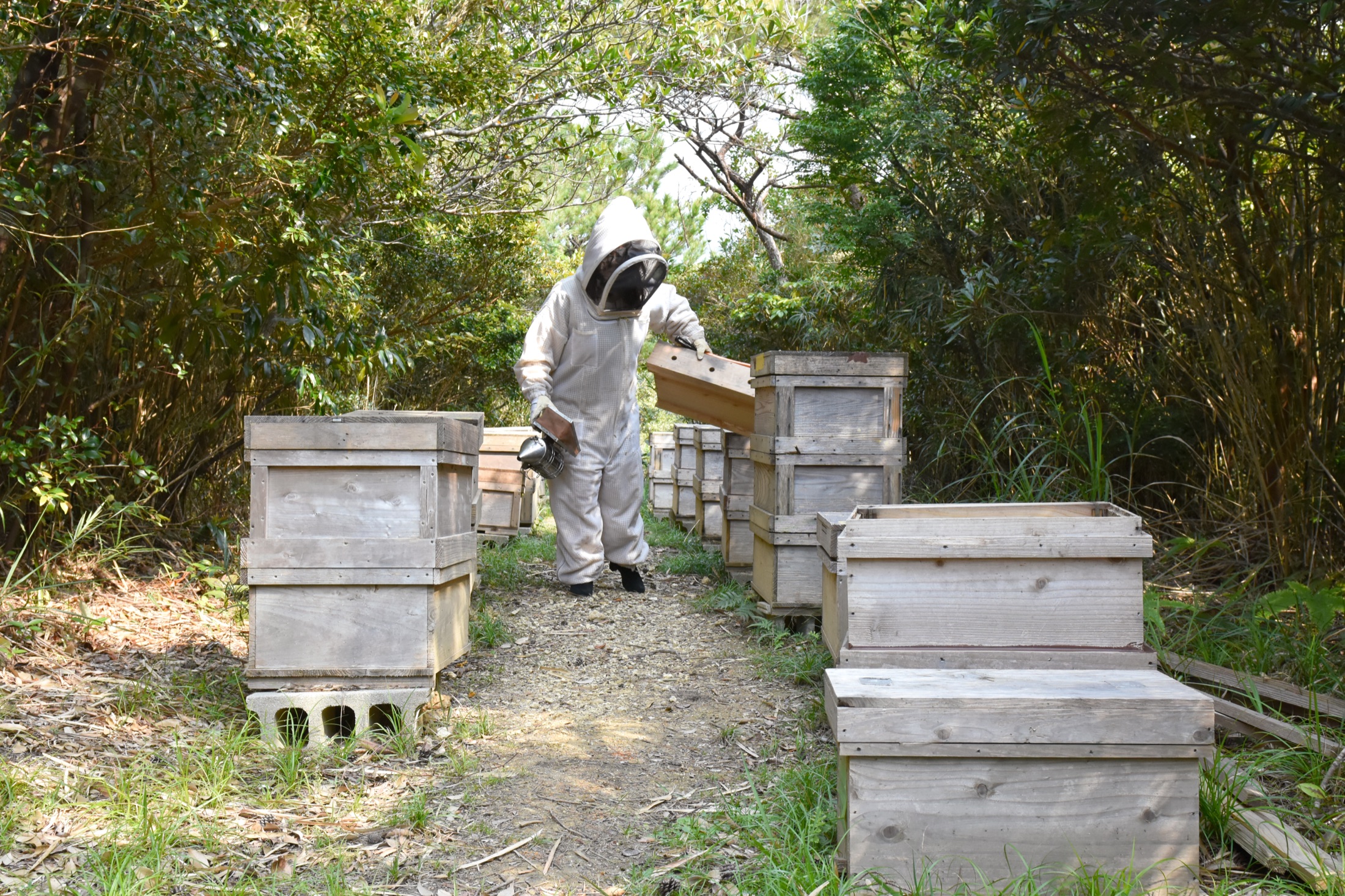 Field inspection of honey bee colonies in island woodland.